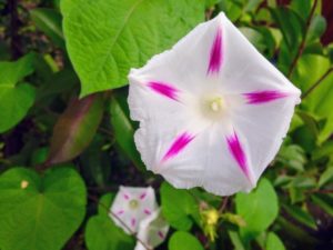 朝顔と昼顔の違いは何 夕顔や夜顔の特徴や四種類の見分け方 今日のライフハック